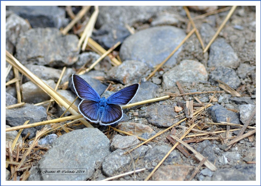 Polymmatus icarus?? No, Cyaniris semiargus